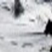Hungry Interior Yellowstone National Park Wolf Pack Moves North