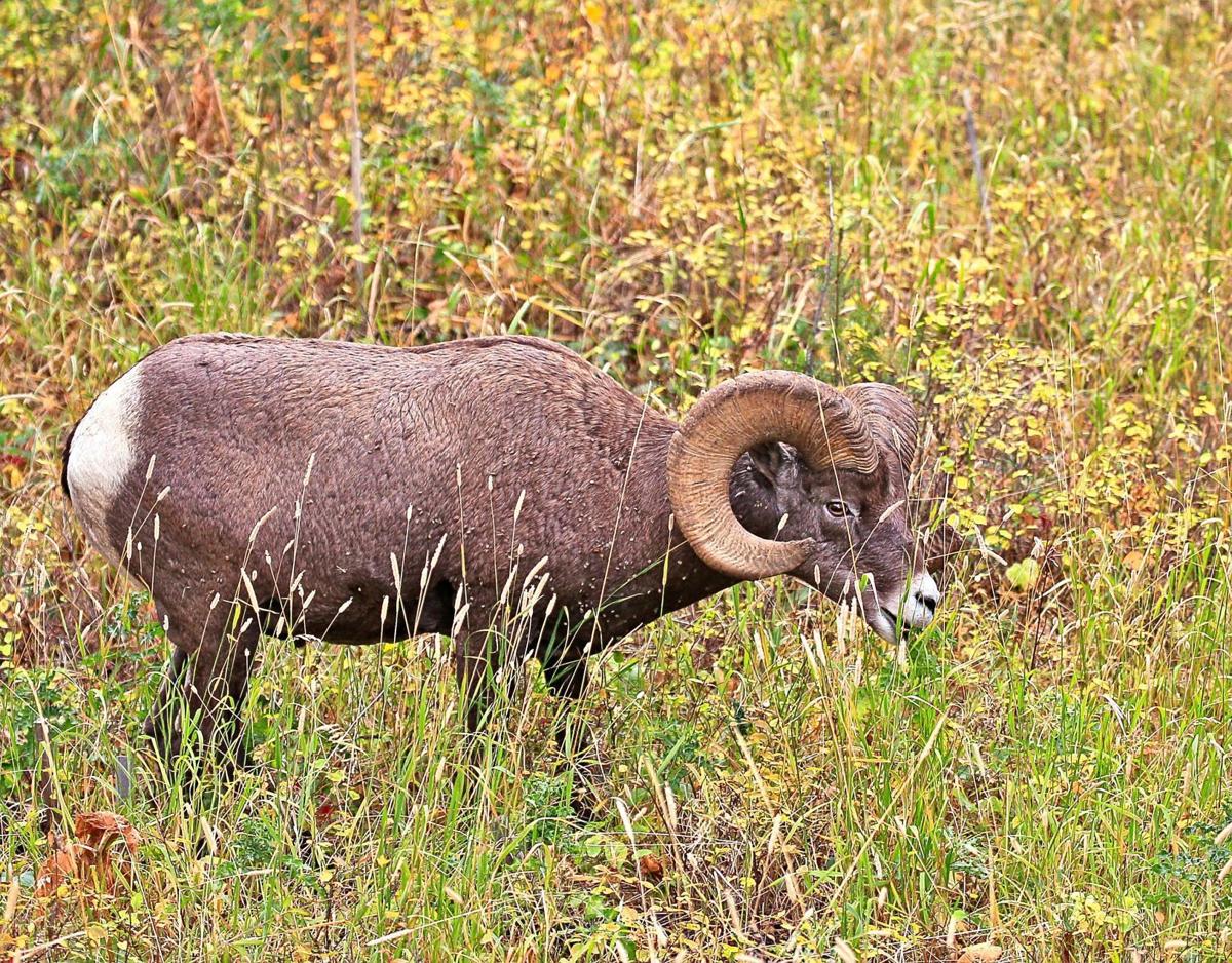 Bighorn Sheep (copy)