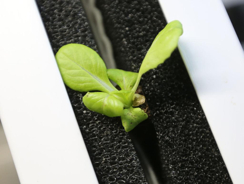 Hydroponic Farm In Retired Shipping Container Offers Fresh Lettuce
