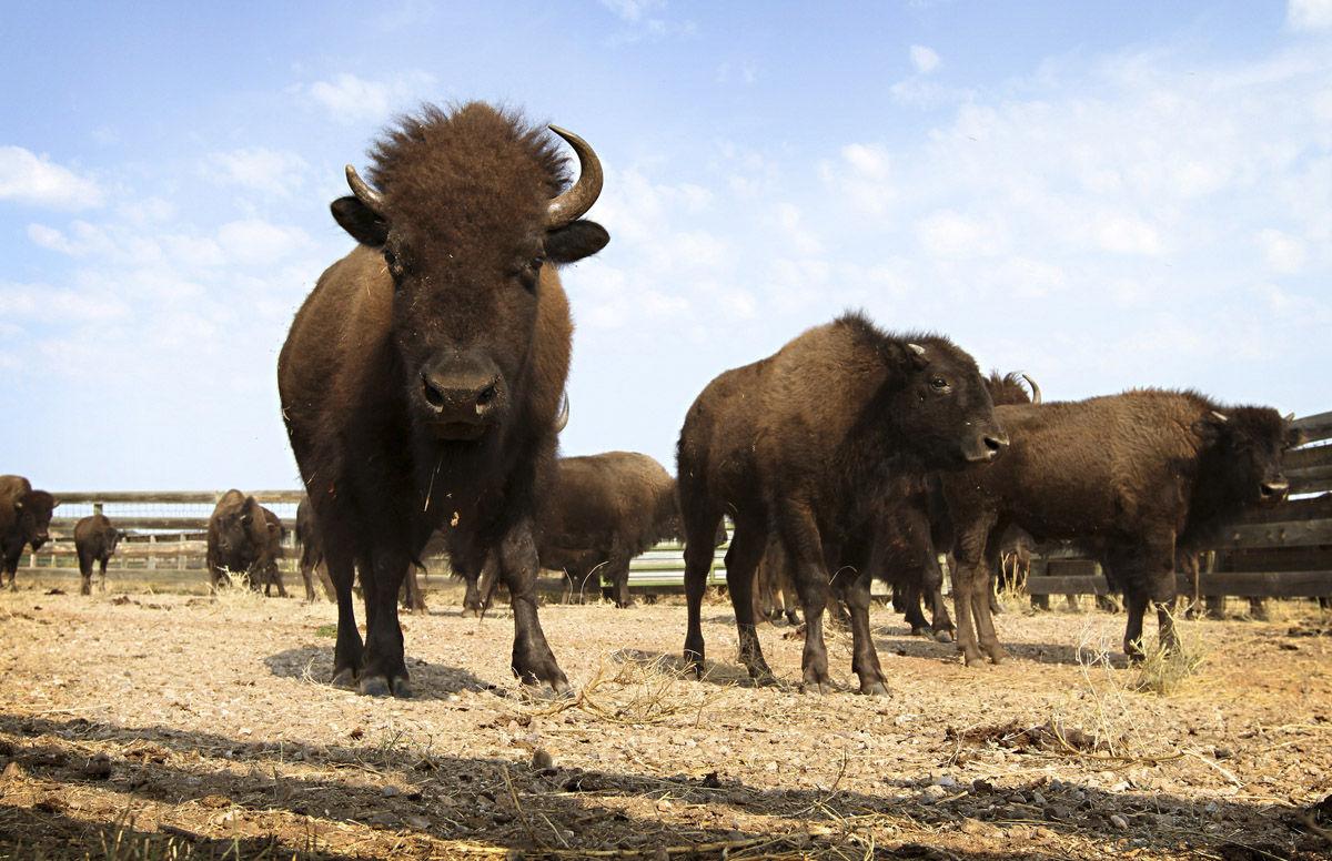 Wind Cave park workers thin bison herd Open Spaces trib com