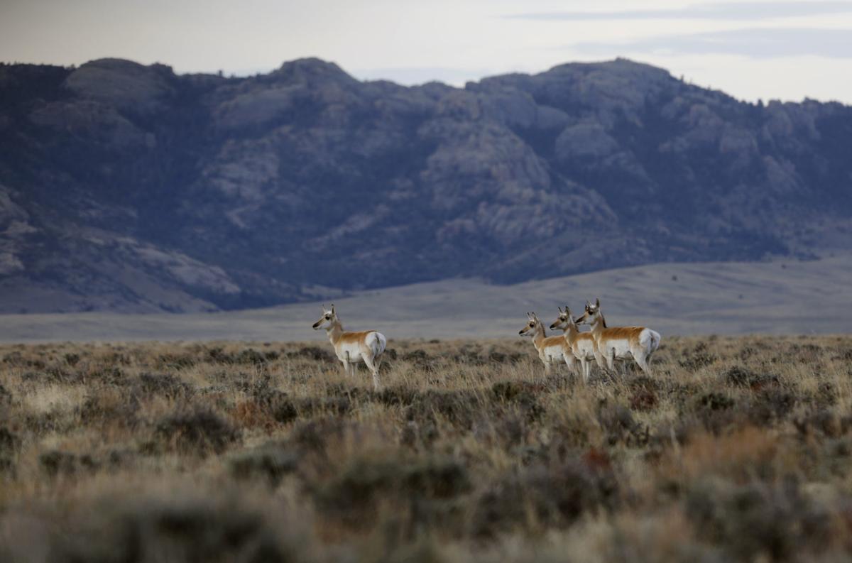 Pronghorn