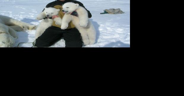 UW professor traps polar bears, studies climate change