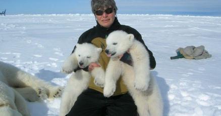 UW professor traps polar bears, studies climate change