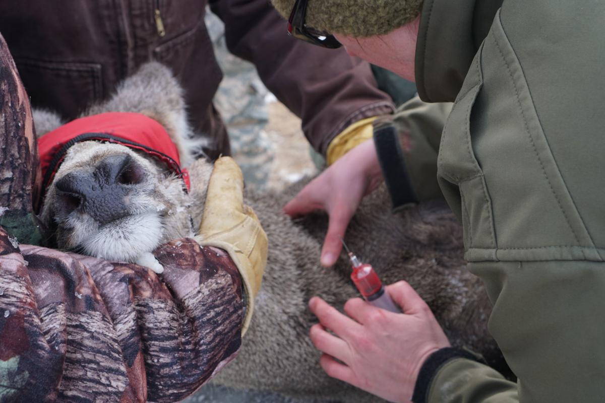 Chronic Wasting Disease