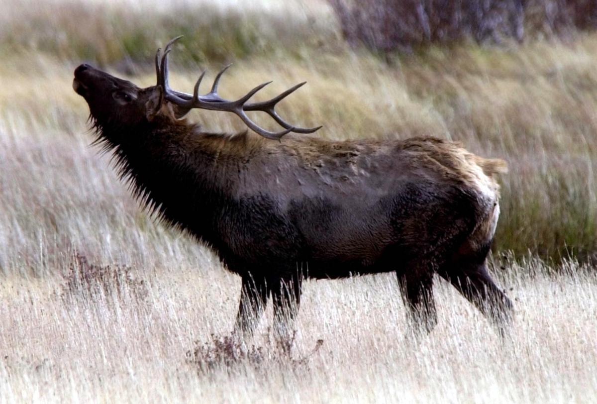 Elk Bugling