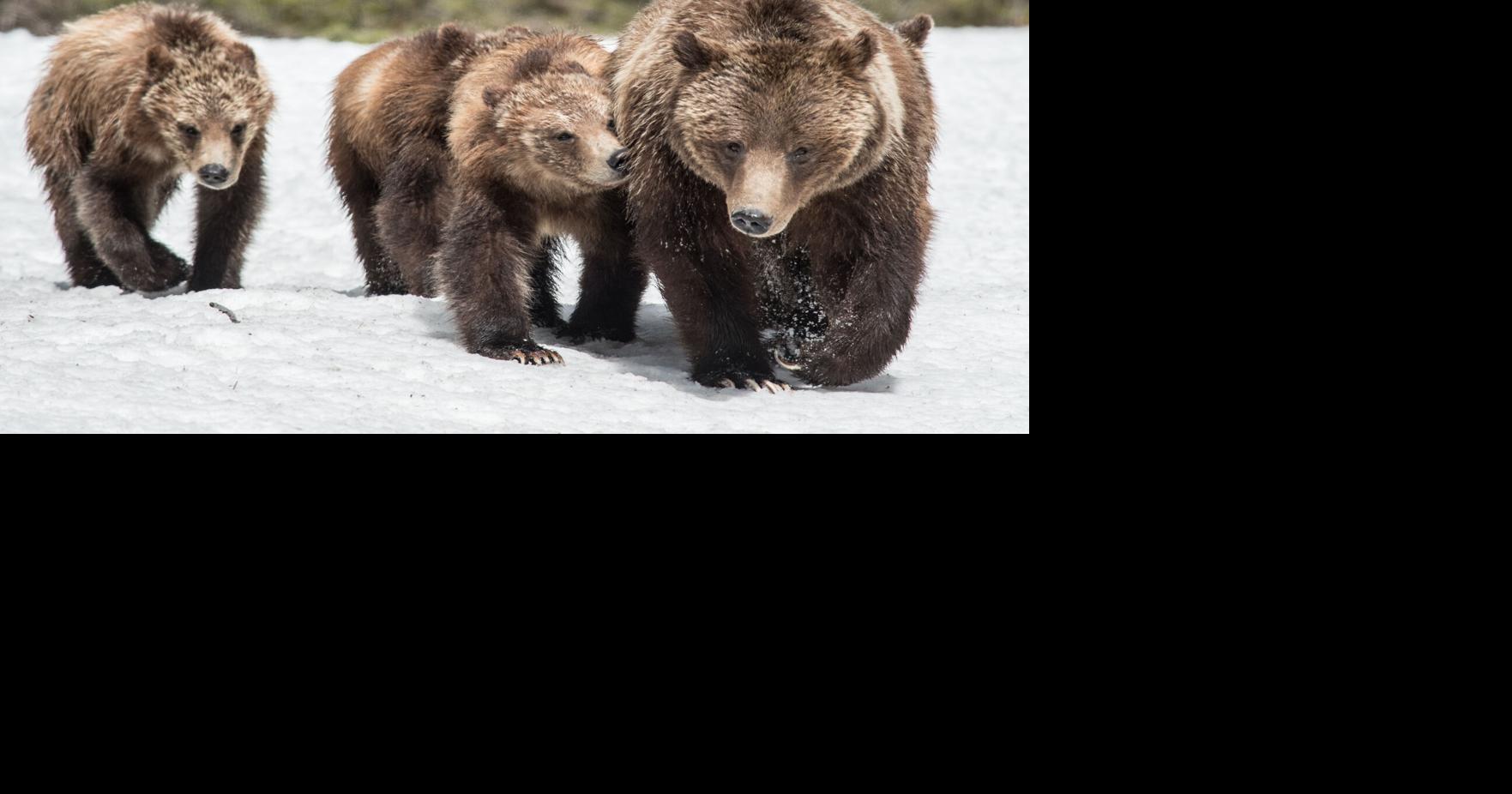Grizzly bear sow, 2 cubs trapped and relocated after moving into