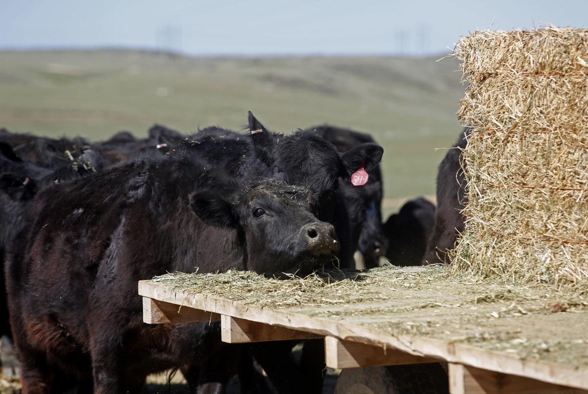 Cattle