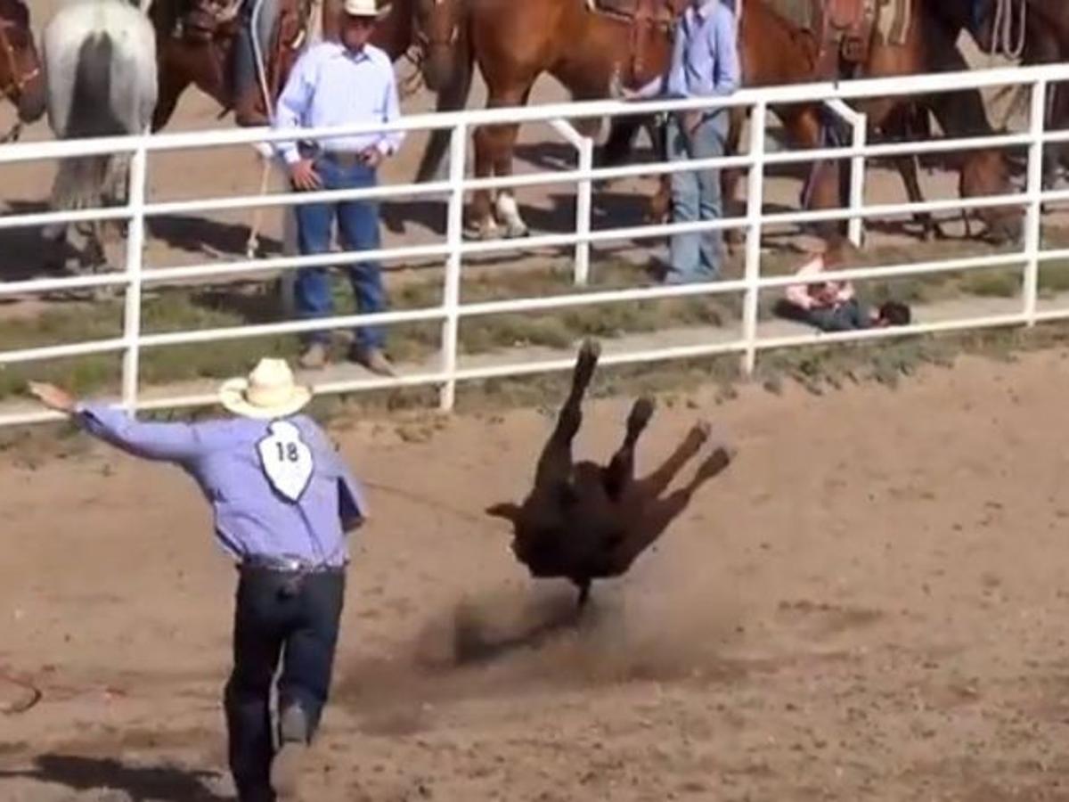 Dead Steers Injured Calf At Cheyenne Frontier Days Draw Animal Activists Ire Local News Trib Com Dead Steers Injured Calf At Cheyenne Frontier Days Draw Animal Activists Ire Local News Trib Com