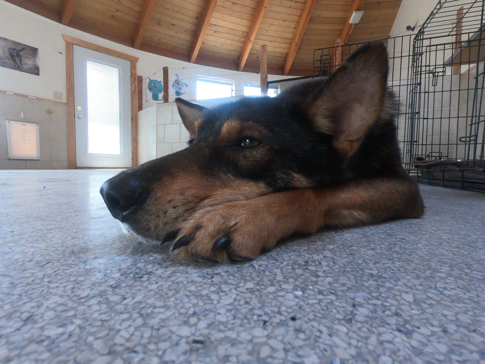 villalobos wolf dog rescue