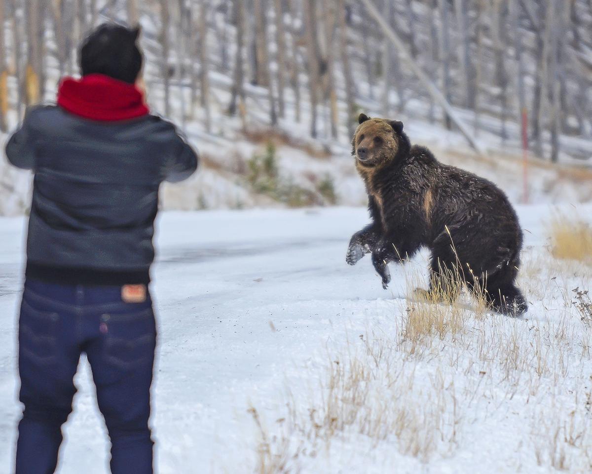 Bear jams