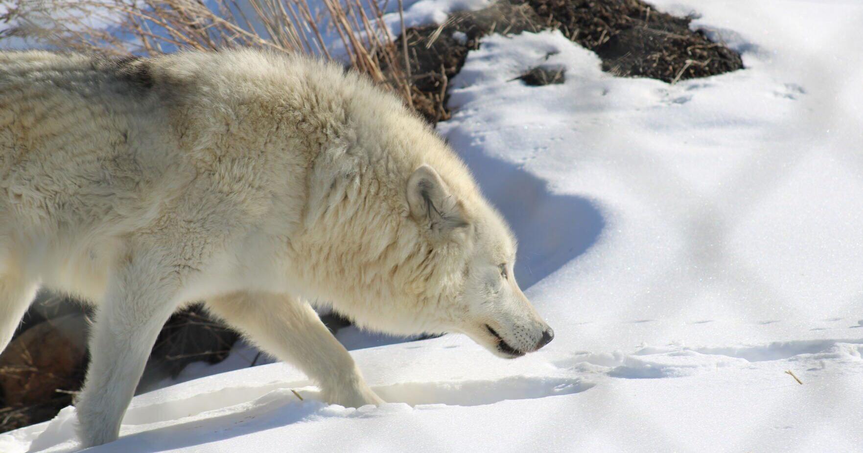 Young wolves join Red Lodge Yellowstone Wildlife Sanctuary - Vimarsana News
