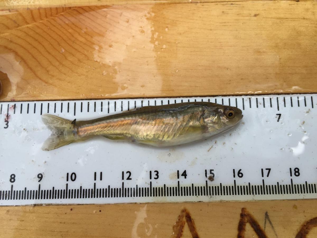 Northern pike moved into a unique river in eastern Wyoming, and are