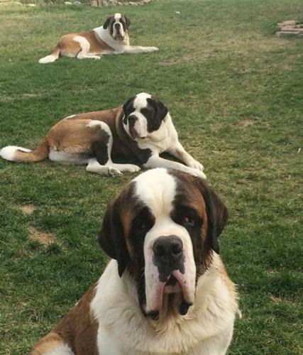 St. Bernards