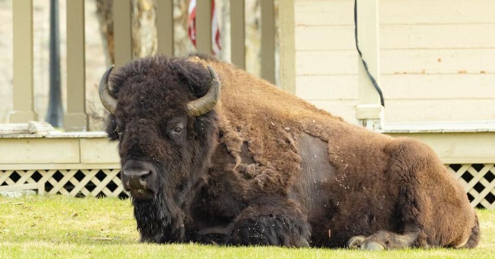 Yellowstone's draft Bison Management Plan released - Vimarsana News