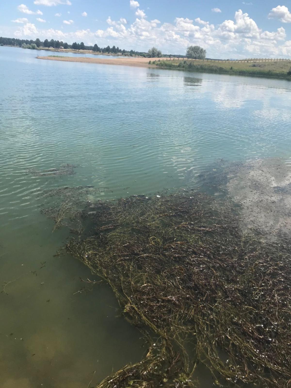 Curly pondweed