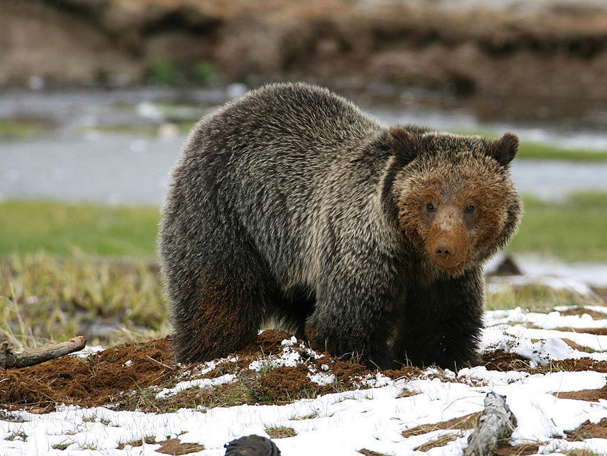 Grizzlies (copy)
