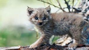 Groups Say Designated Lynx Habitat Inadequate Wyoming News