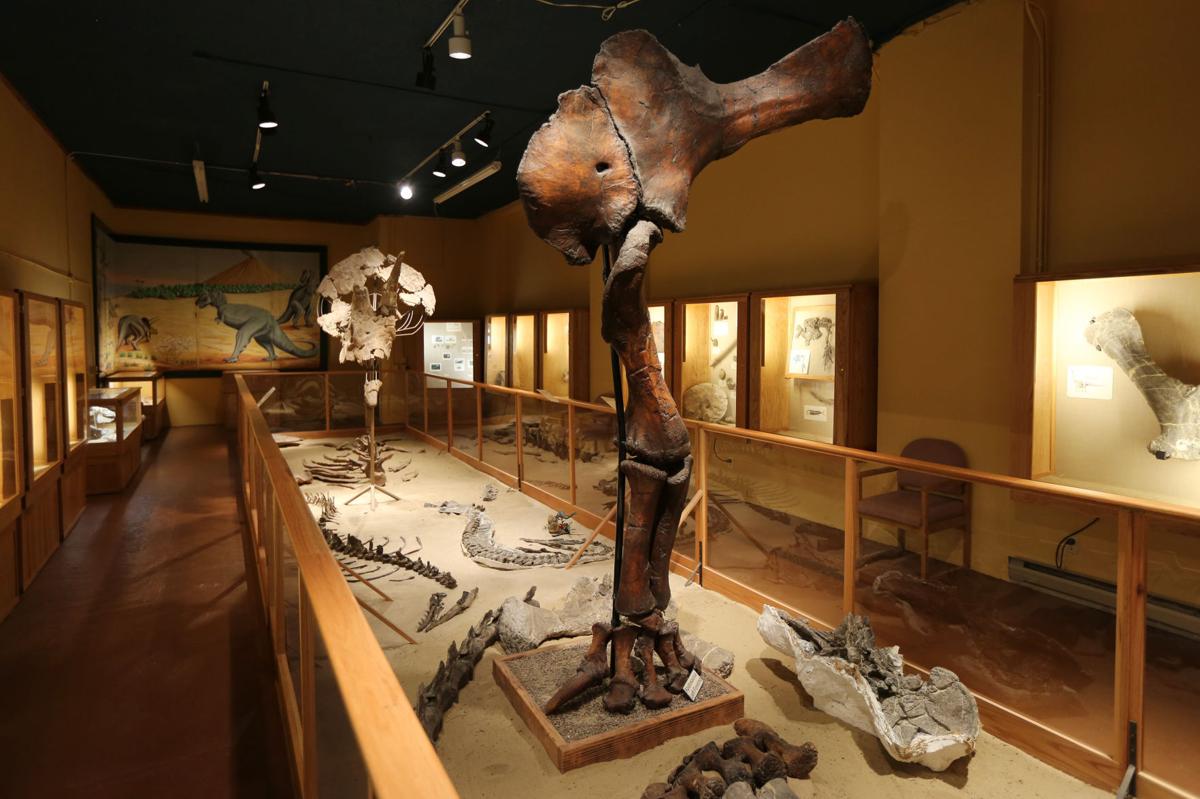 museum with dinosaur bones near me