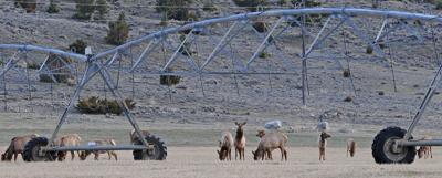 Elk on ag