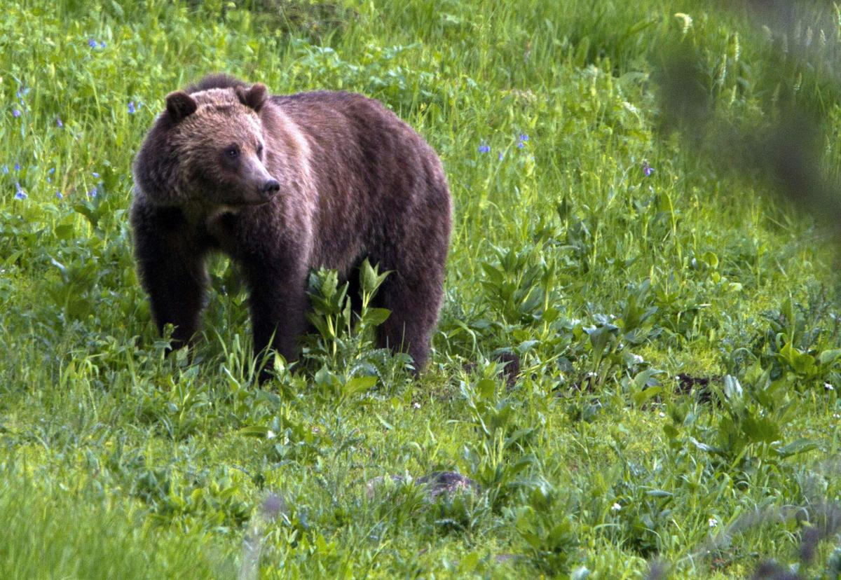 Yellowstone Grizzly Bears