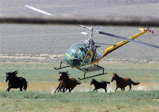 Agency to sterilize mustangs for first time to slow growth
