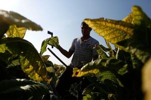 The migrant farmworkers risking their lives for illegal wages