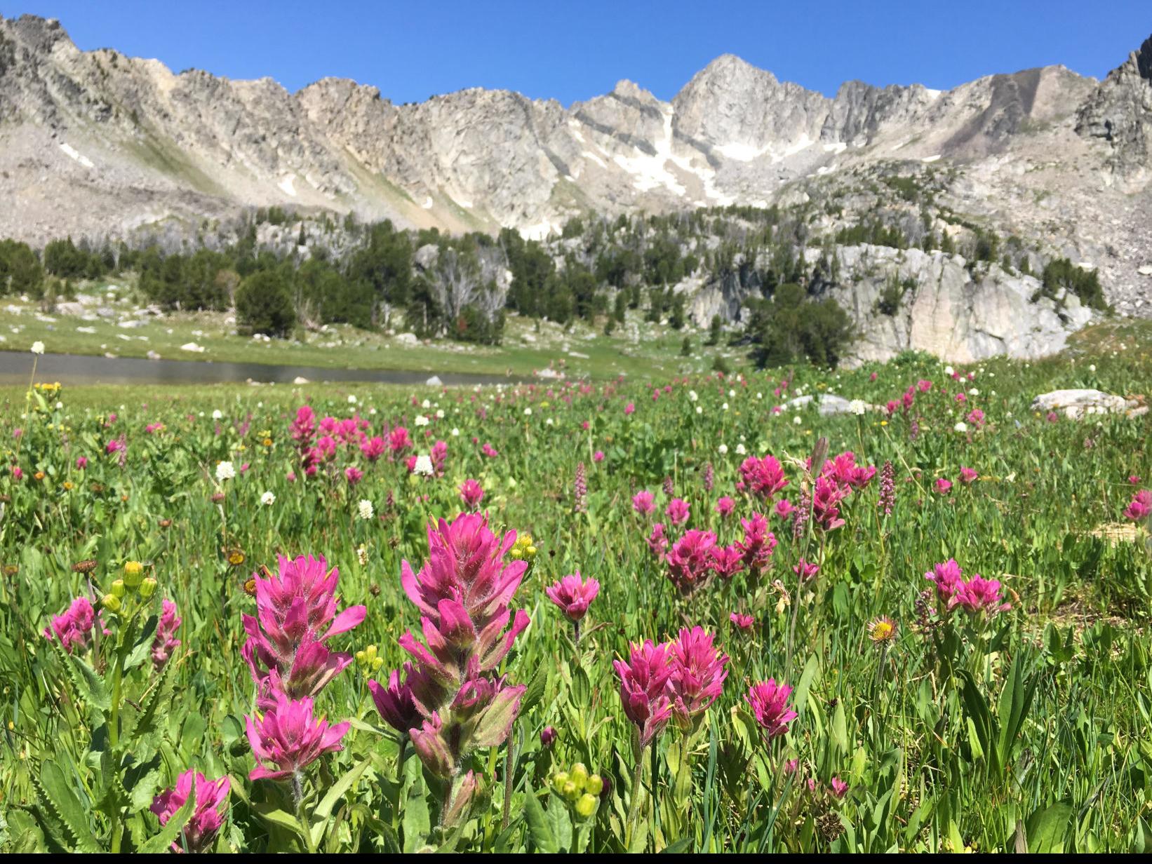 Bear Bites Camper Through Her Tent Near Big Sky Wyoming News Trib Com