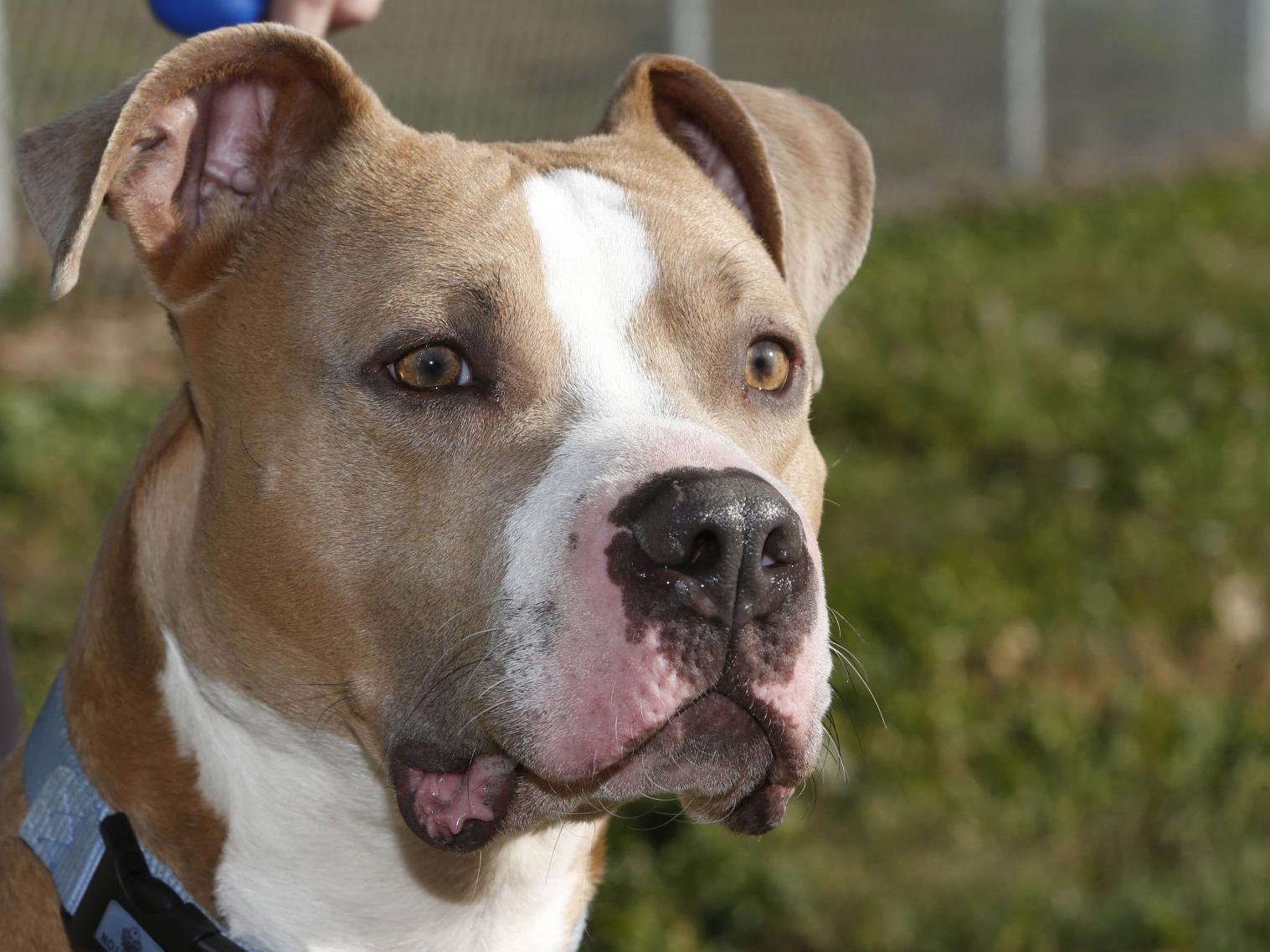 pit bulls from casper rescue moved