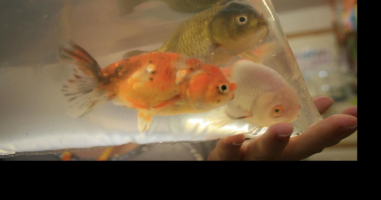 A party to remember… for all the wrong reasons: Casper guest allegedly eats pet goldfish