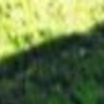 Meet Pork Chop Wyoming S Fattest Cat Wyoming News Trib Com