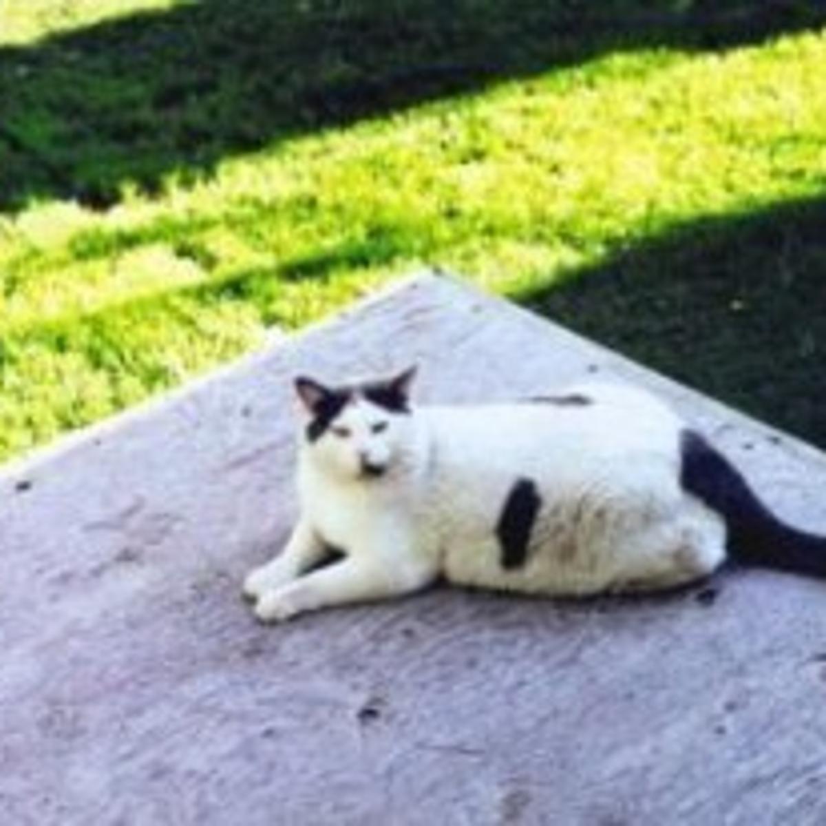 Meet Pork Chop Wyoming S Fattest Cat Wyoming News Trib Com