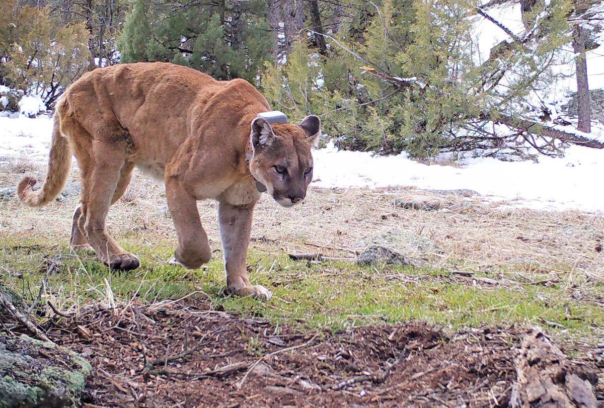 Elk Can Avoid Mountain Lions And Wolves Just Like They Hide