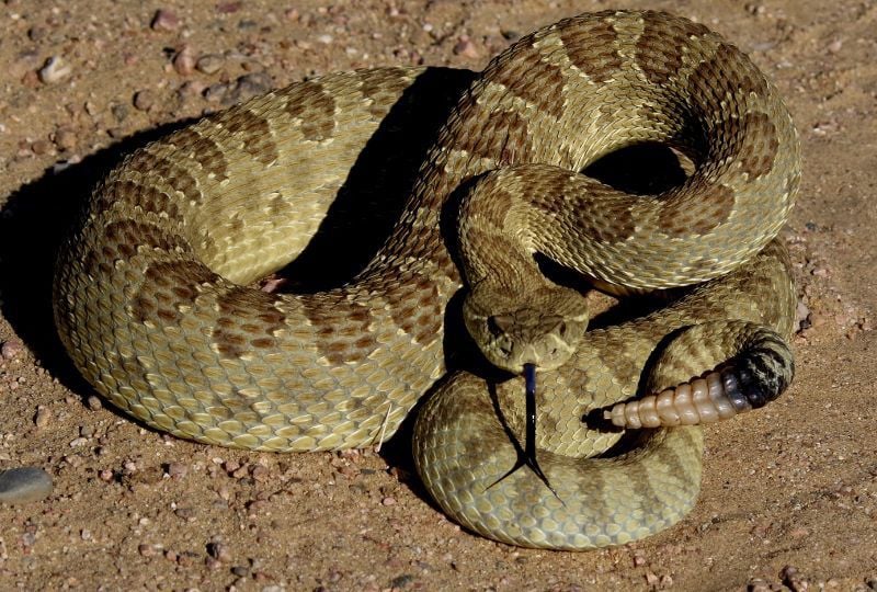 800px x 540px - Dogs learn a lesson at Wyoming rattlesnake-aversion class