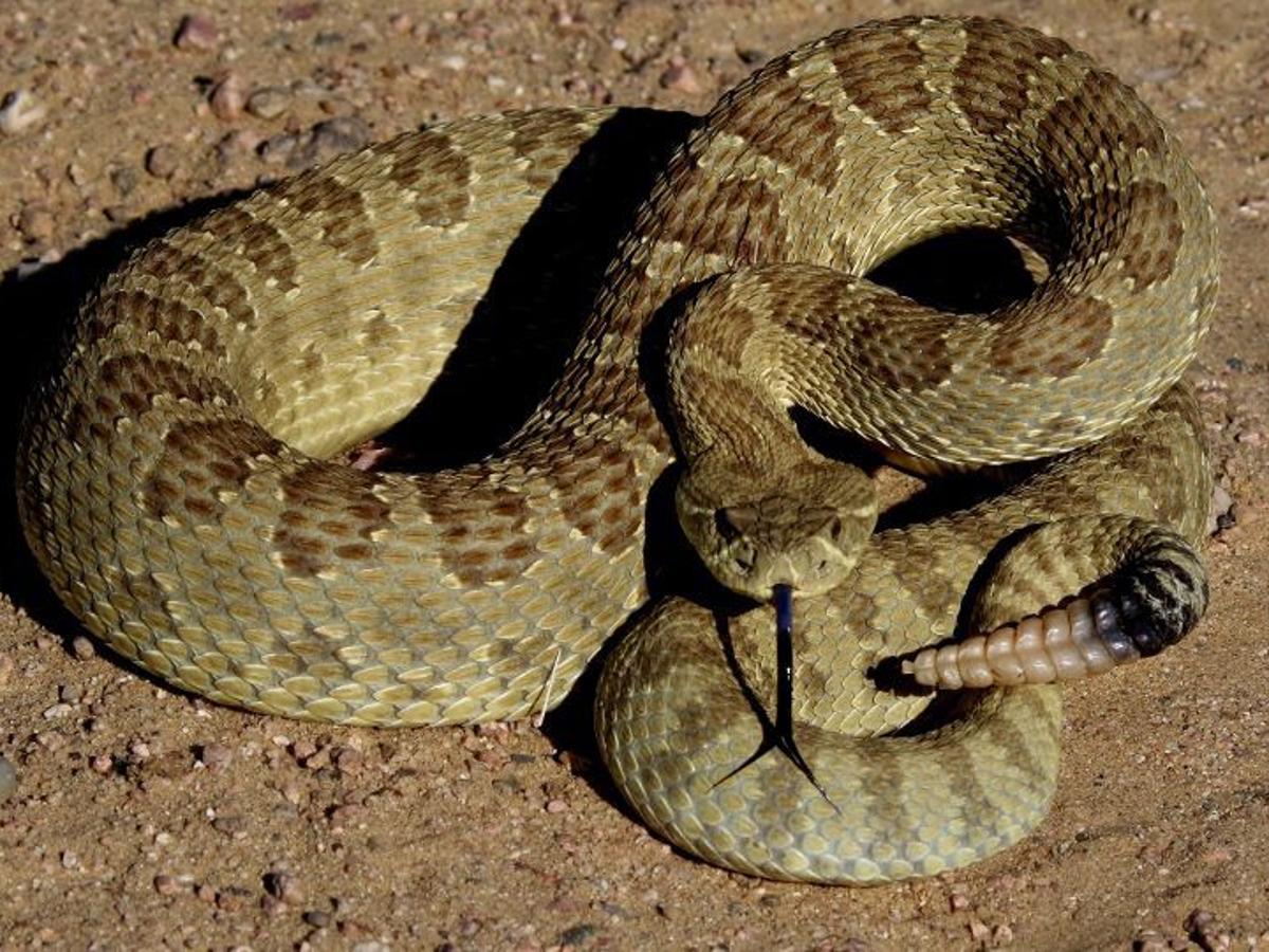 Dealing With Rattlesnake Bites In Horses Open Spaces Trib Com Dealing With Rattlesnake Bites In Horses Open Spaces Trib Com