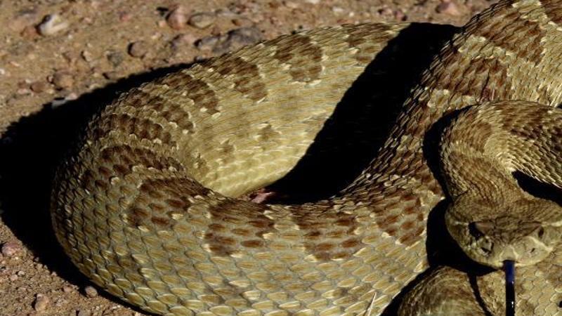 Dealing With Rattlesnake Bites In Horses Open Spaces Trib Com