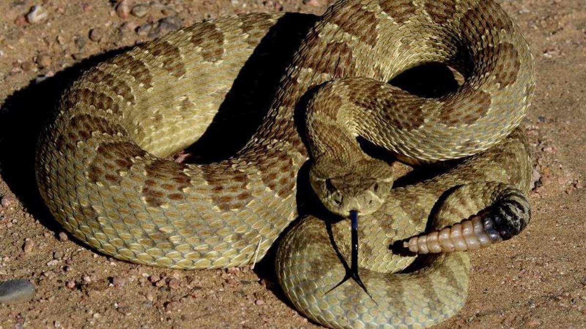 Dealing With Rattlesnake Bites In Horses Open Spaces Trib Com