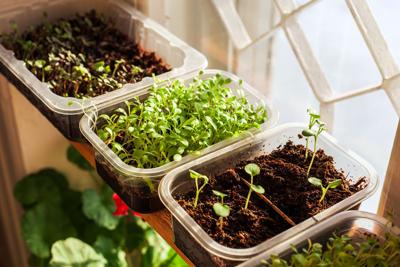 Growing microgreens