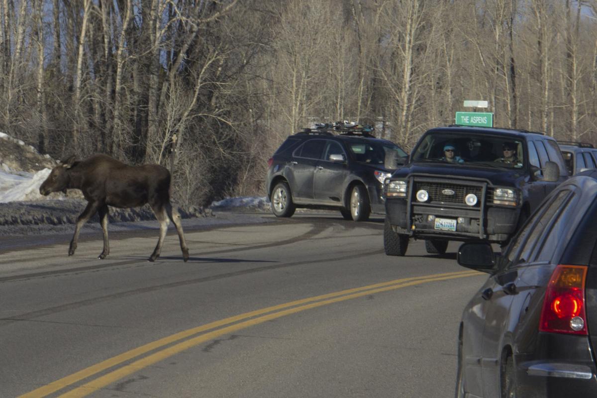 Moose