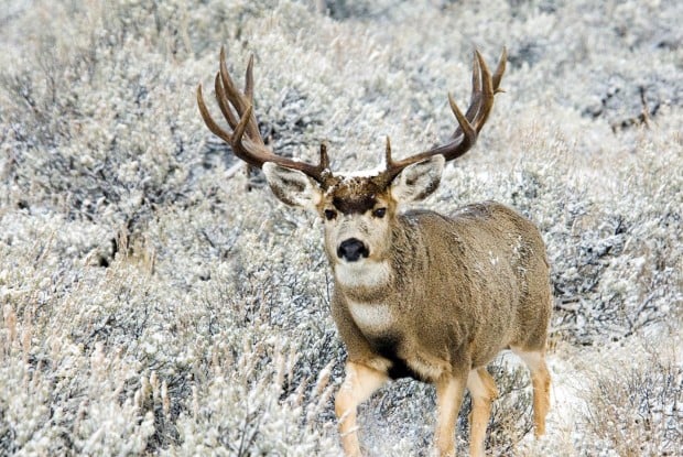 Deer Buck Rage Sounds Car Horn