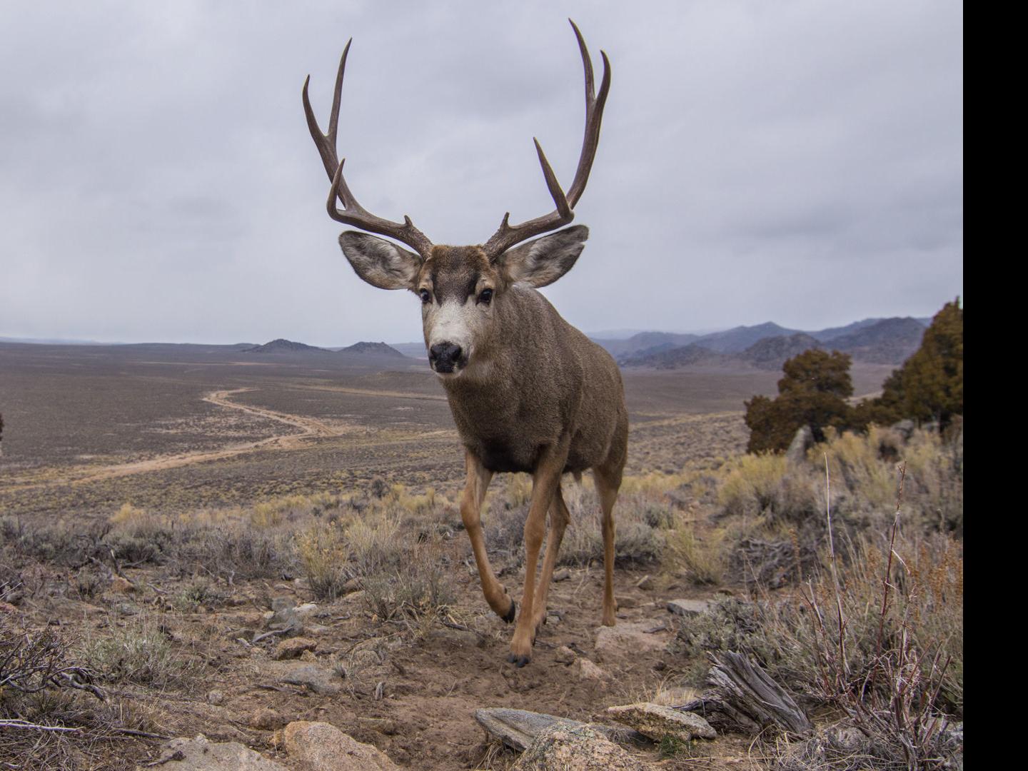 Wyoming game wardens using decoys to trap poachers