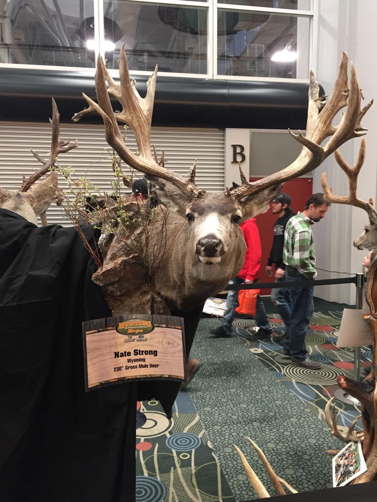 Hunter receives jail time after poaching deer, displaying at expo