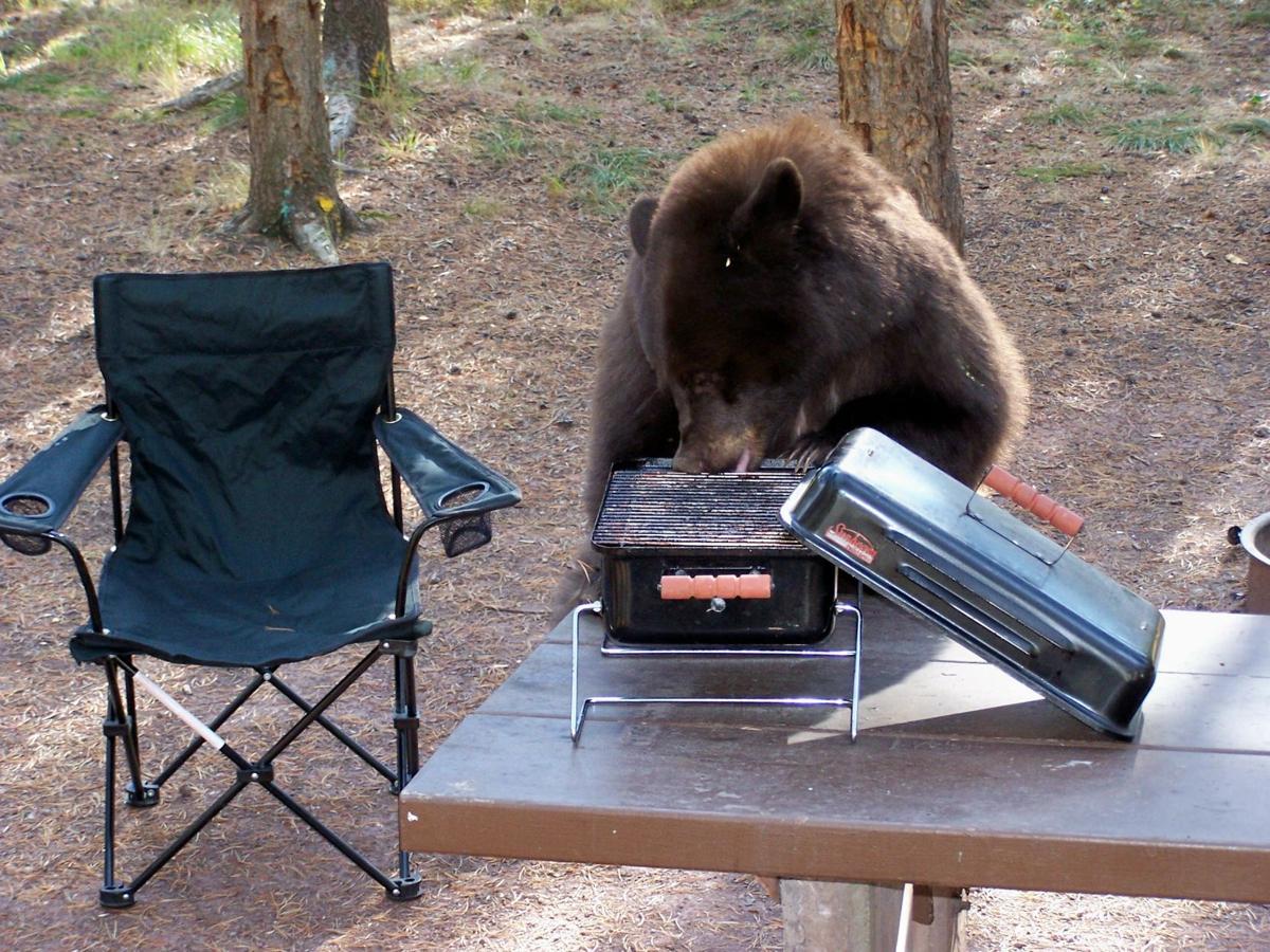 Bear on grill