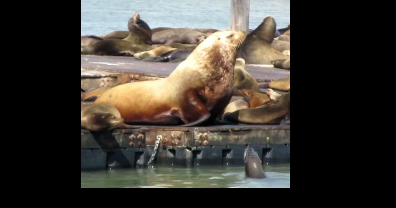 "Chonkers" San Francisco's Giant Sea Lion at his best!