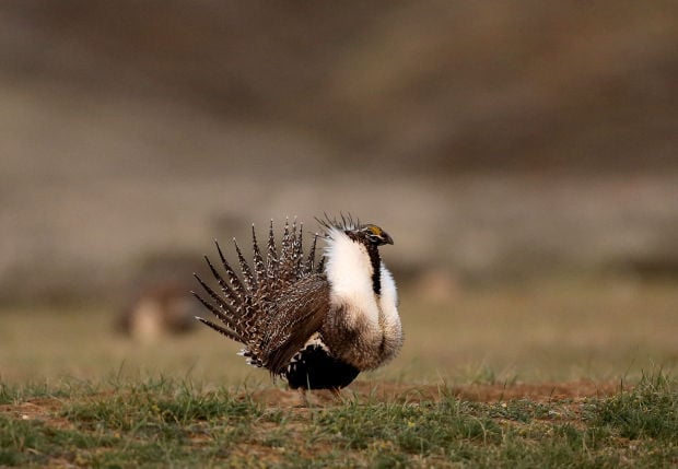 Study: Sage grouse likely to go extinct in Powder River Basin within ...