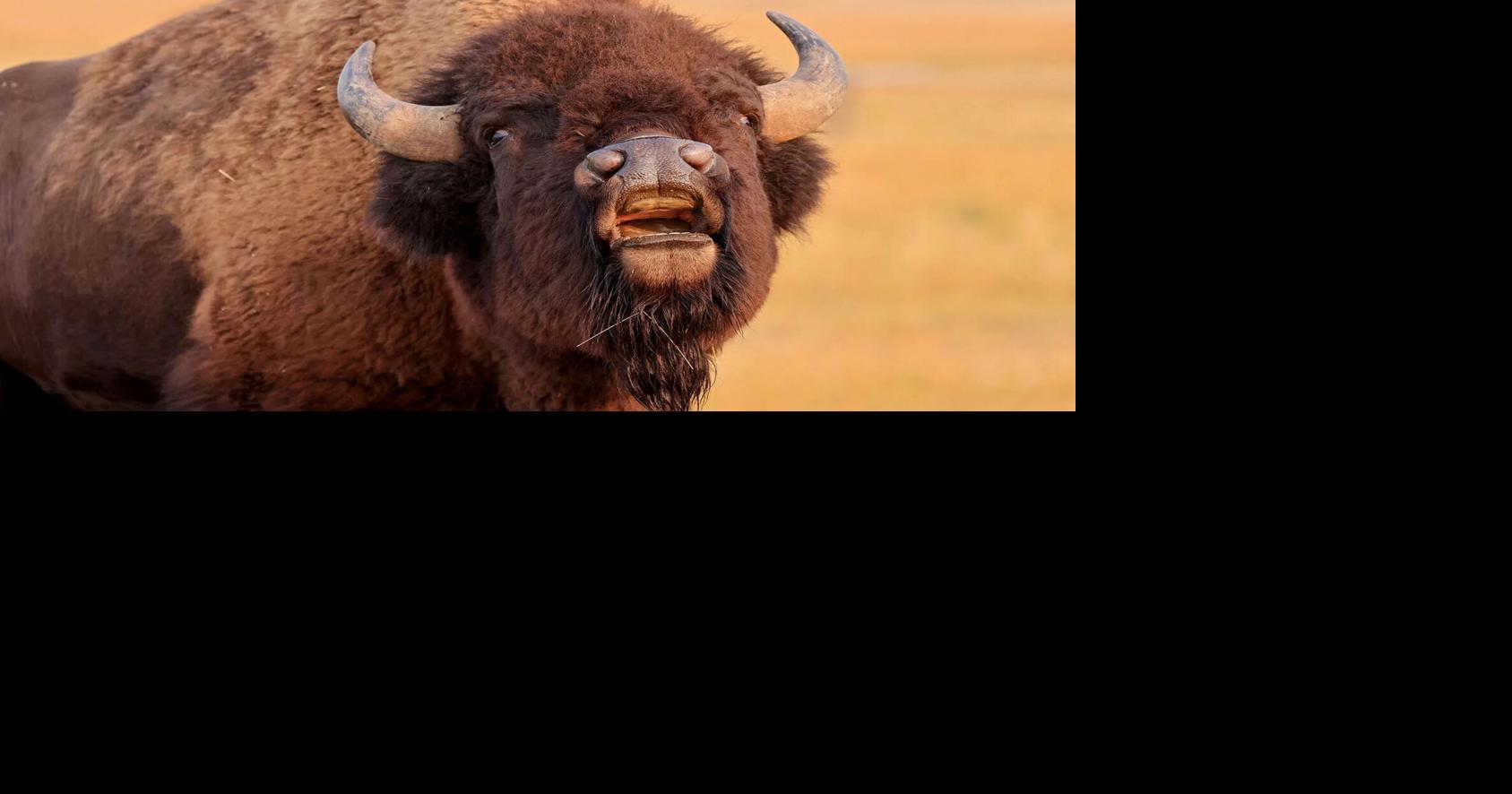 Wyoming’s bison kick off the rut