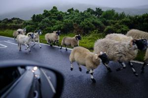 Sheep run on the road on the Isle of Skye in Scotland on July 4, 2026.