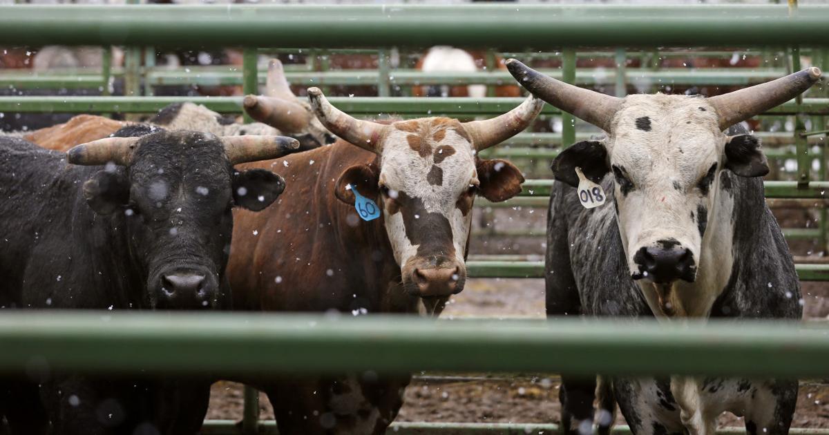 Photos: Ropin' & Riggin' Days Rodeo
