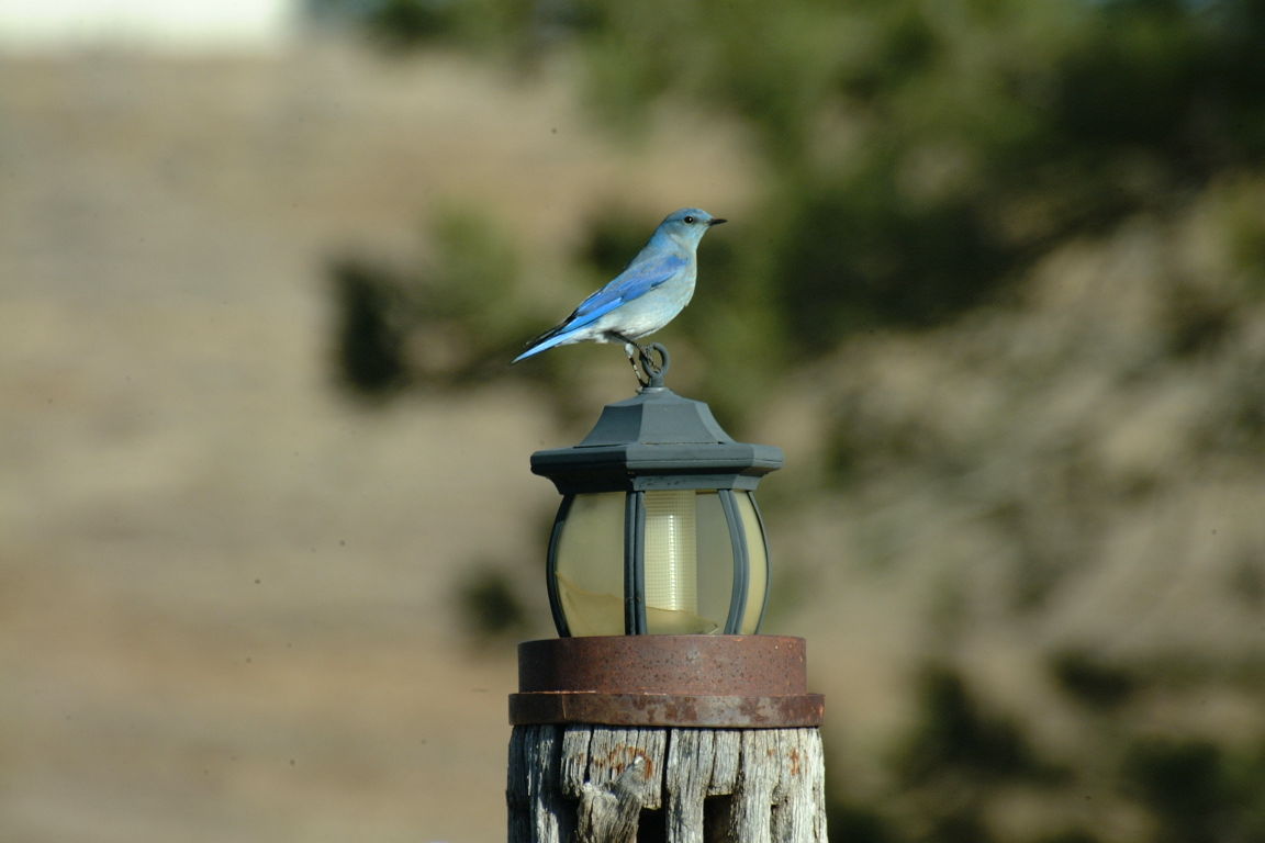 5 birds to look for in Wyoming this spring Open Spaces