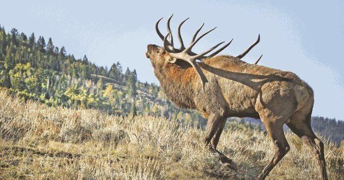 As CWD looms, Wyoming threads feedground risks - Vimarsana News