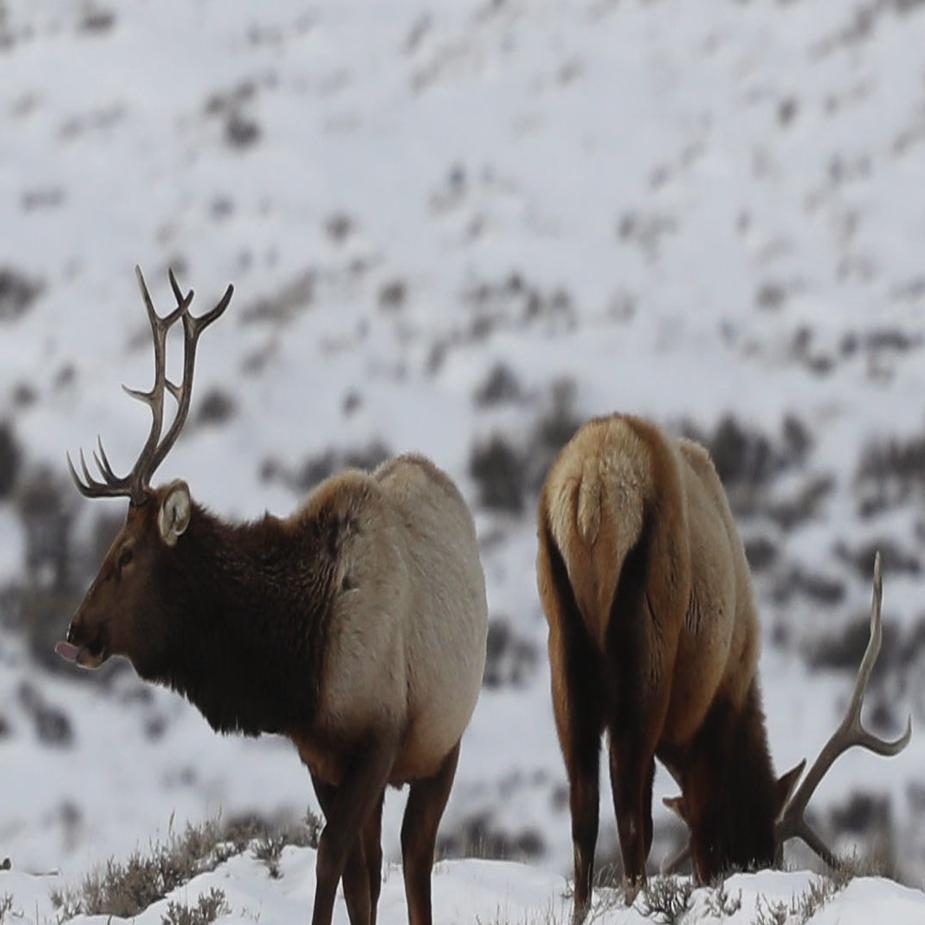 Wyoming tribe to begin off-reservation hunting following Supreme Court  ruling